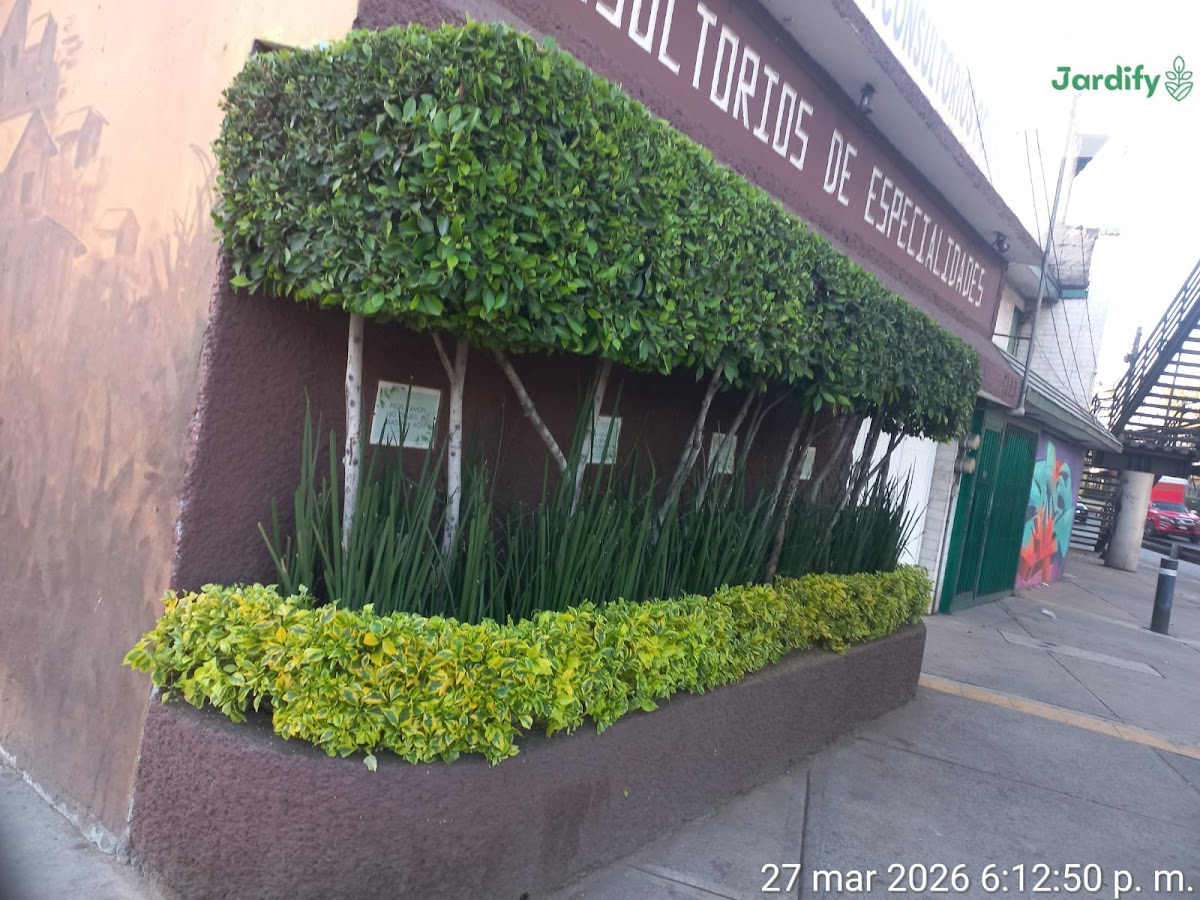 Jardify Jardinería y Paisajismo Condesa — foto 2