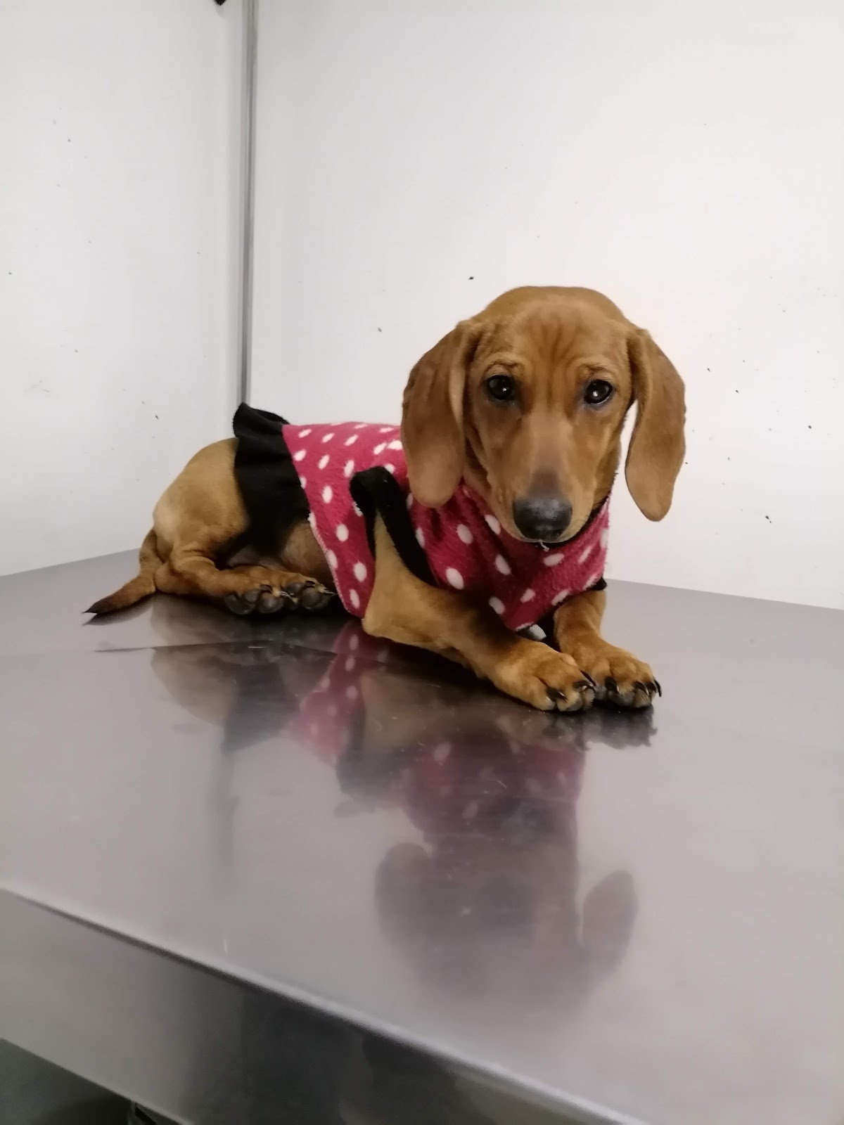 Dr.Pet Clínica Veterinaria - Los Leones — foto 2