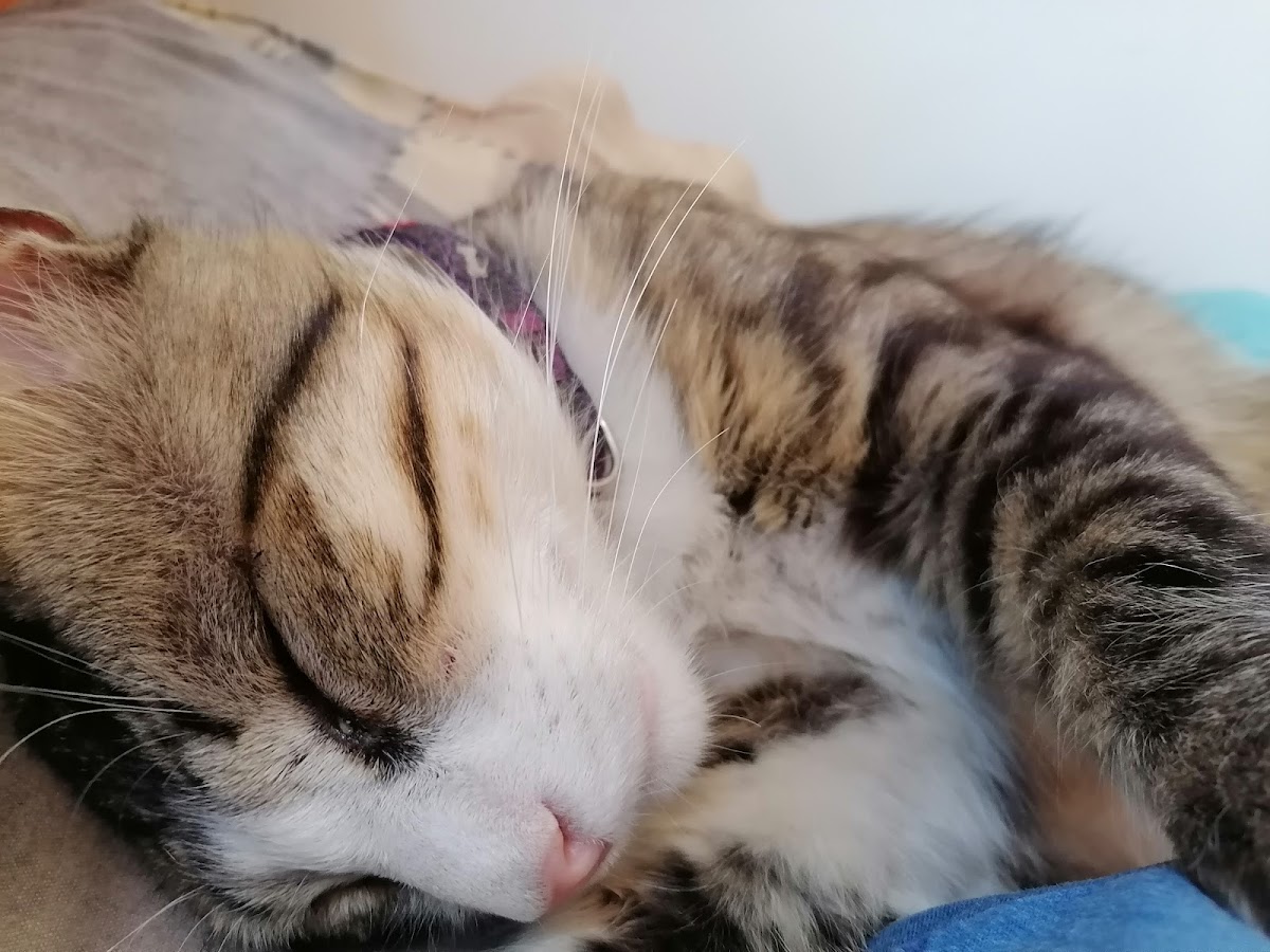 Dr.Pet Clínica Veterinaria - Los Leones — foto 3