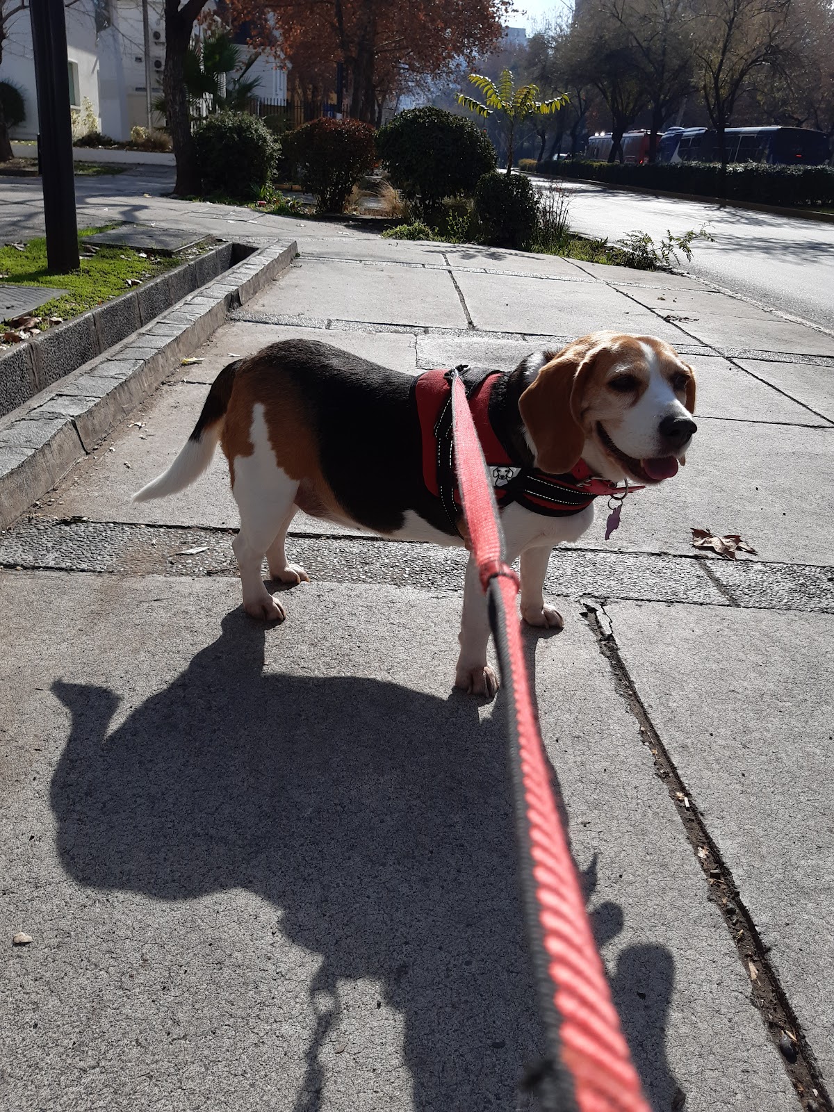 Dr.Pet Clínica Veterinaria - Los Leones — foto 4