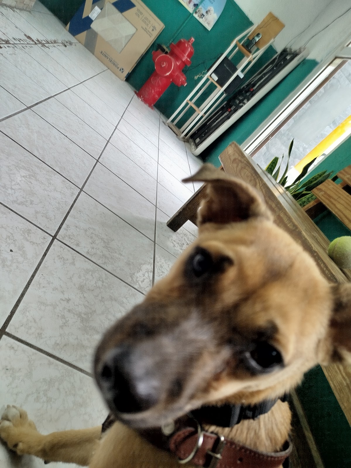 Veterinaria Fuentes — foto 2