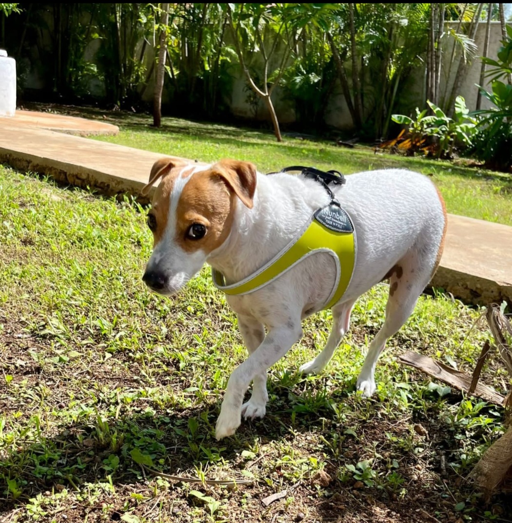 Centro Integral Veterinario Ángelus Suc. Mérida Norte — foto 2