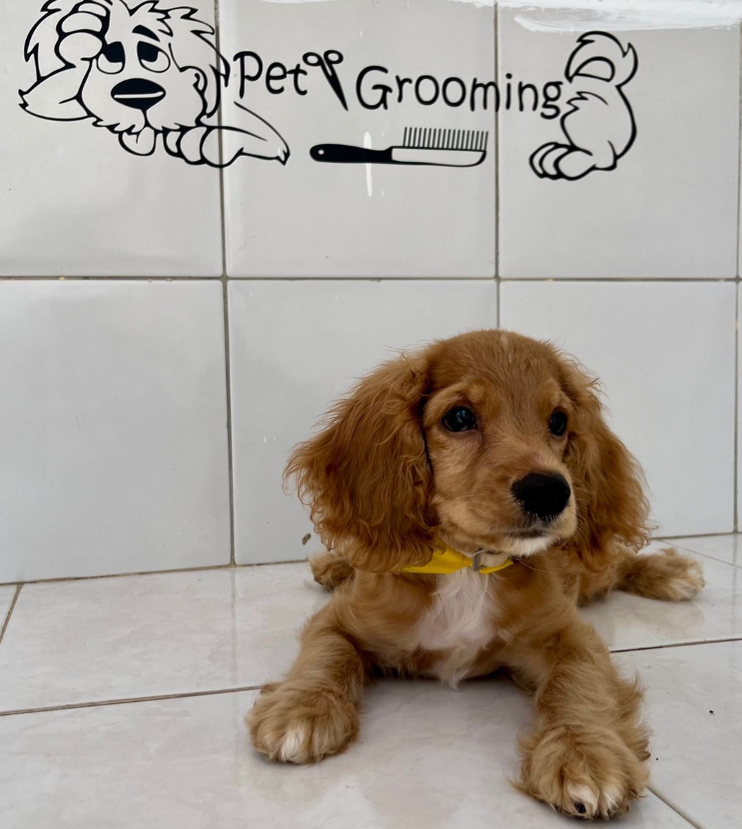 Centro Integral Veterinario Ángelus Suc. Mérida Norte — foto 3