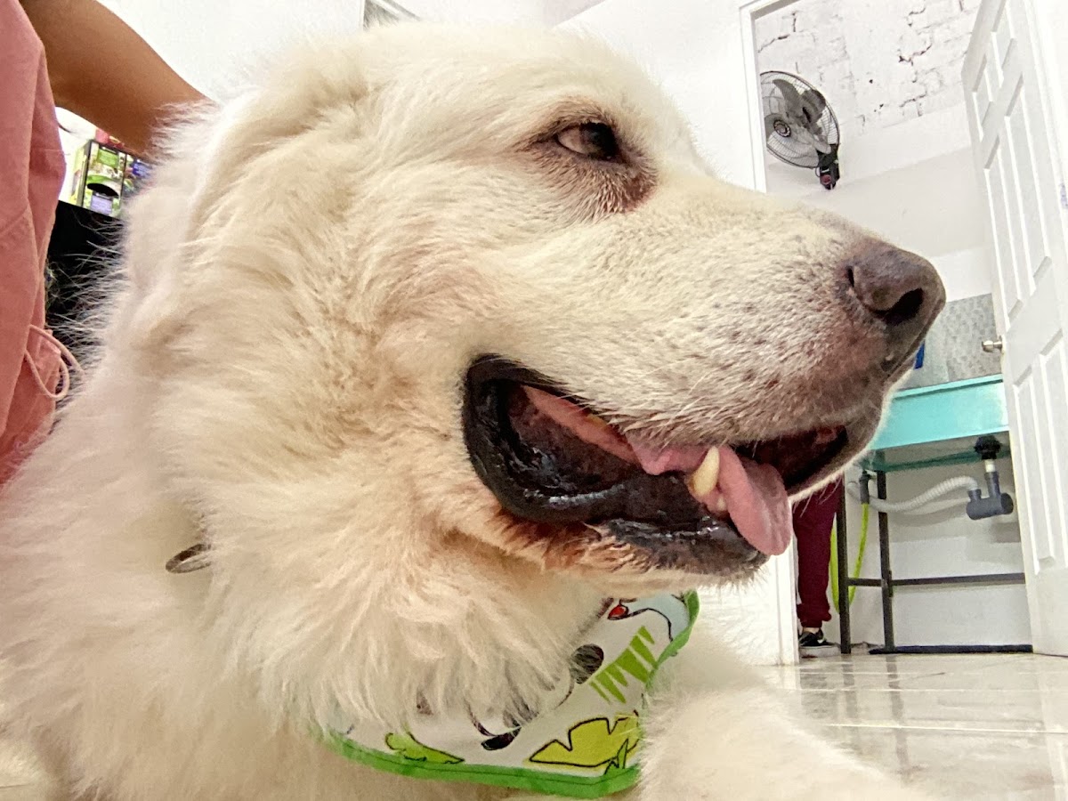 Luvet clinica veterinaria — foto 2