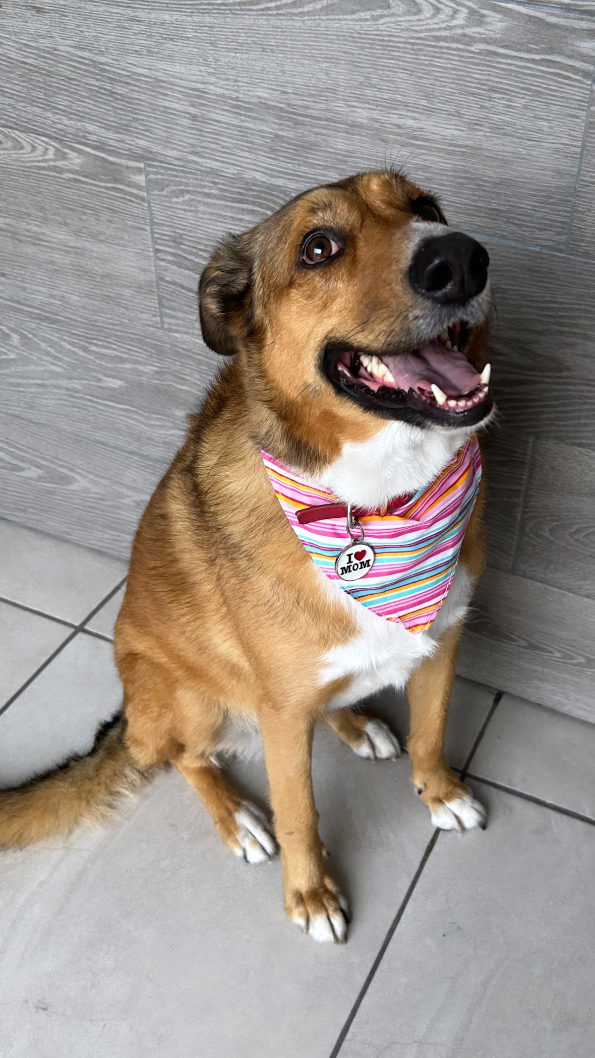 Luvet clinica veterinaria — foto 4