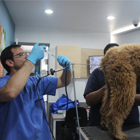 Pet Center Centro Médico Veterinario — foto 4