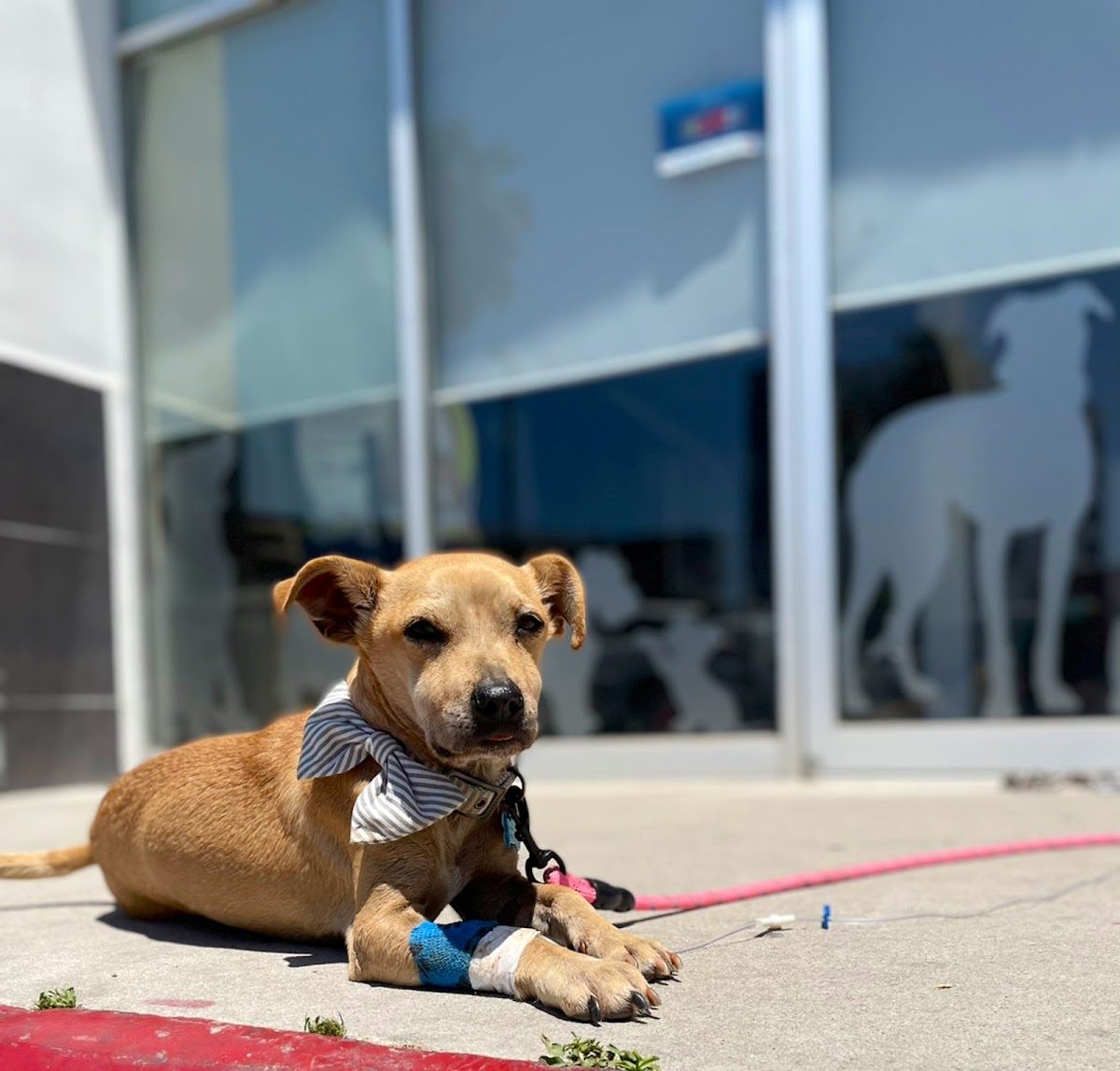 NEW VET — foto 2