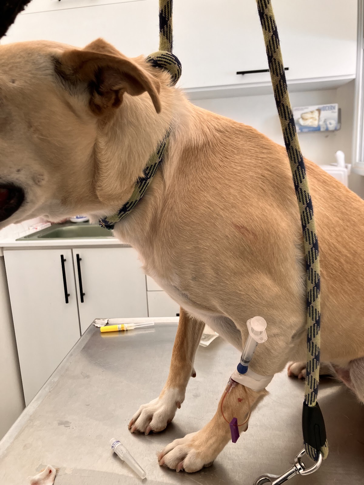 NEW VET — foto 3