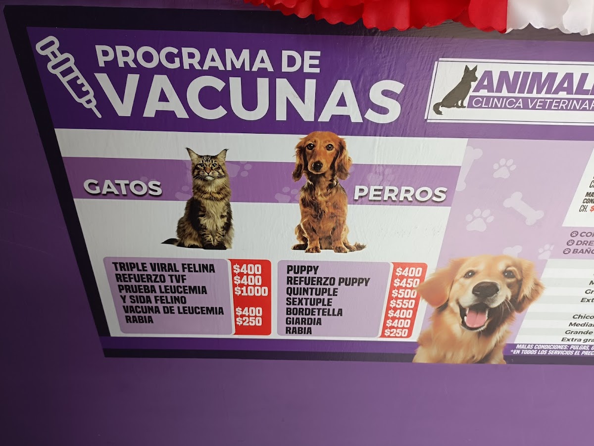 ANIMALIA — foto 3