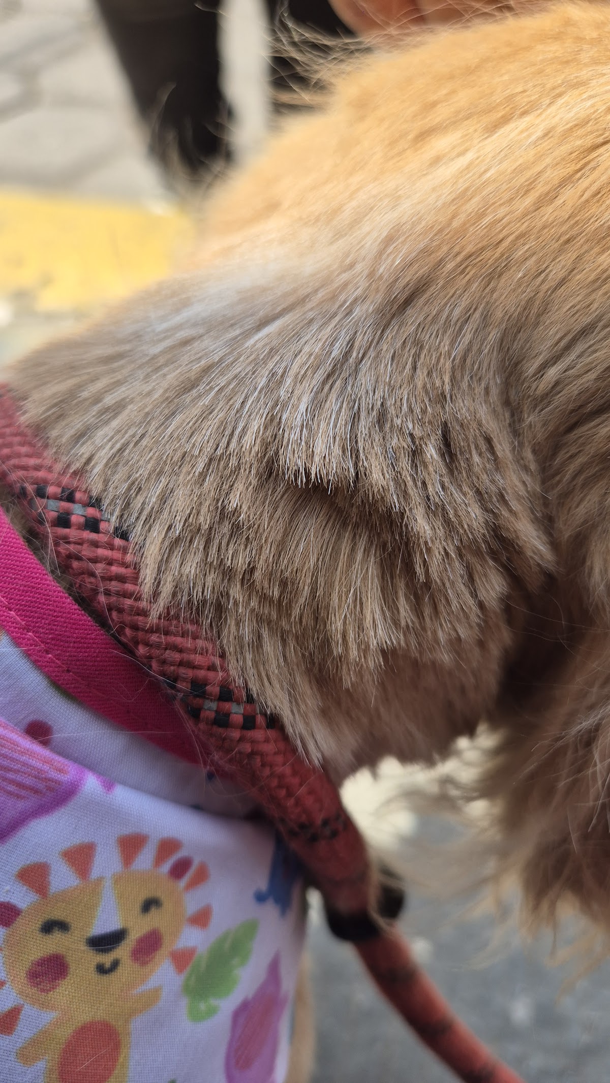 Veterinaria Pet's Care — foto 4