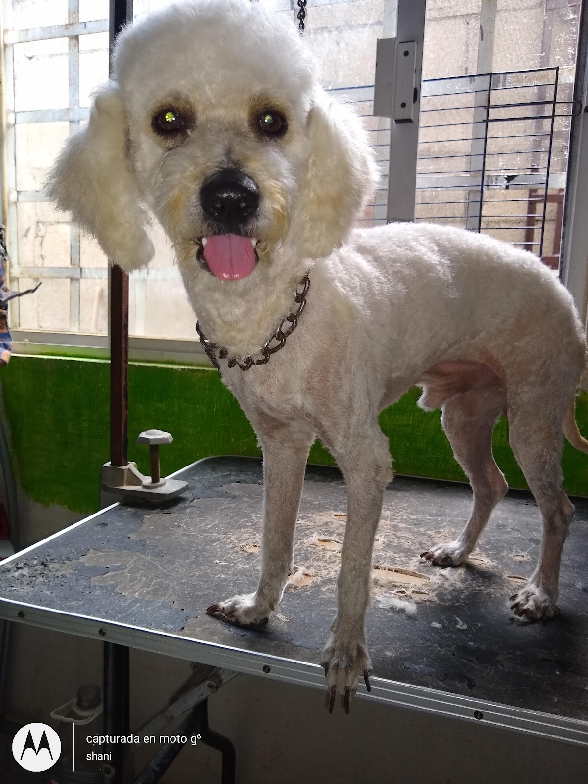 Animal Center Cancún — foto 2