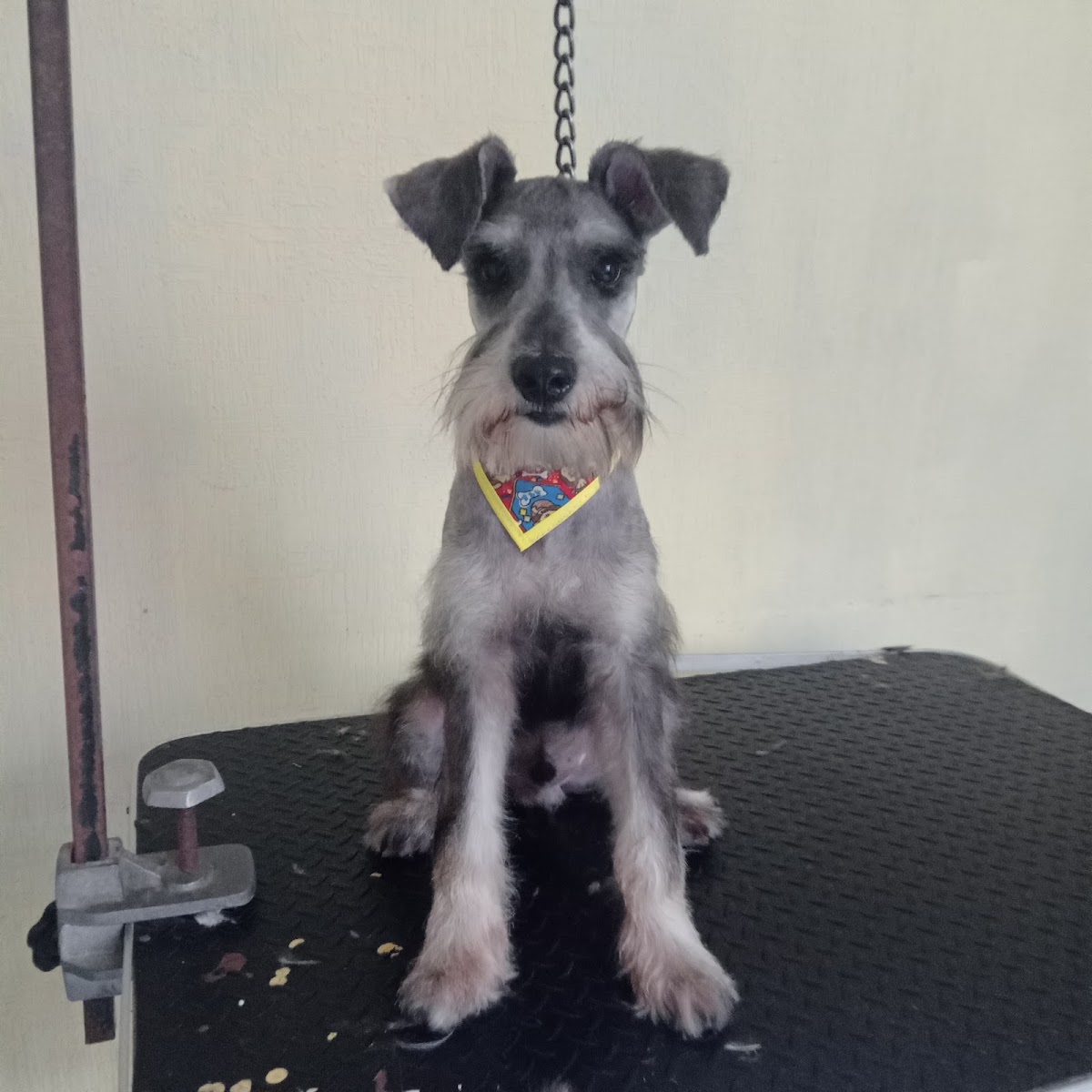 Animal Center Cancún — foto 4