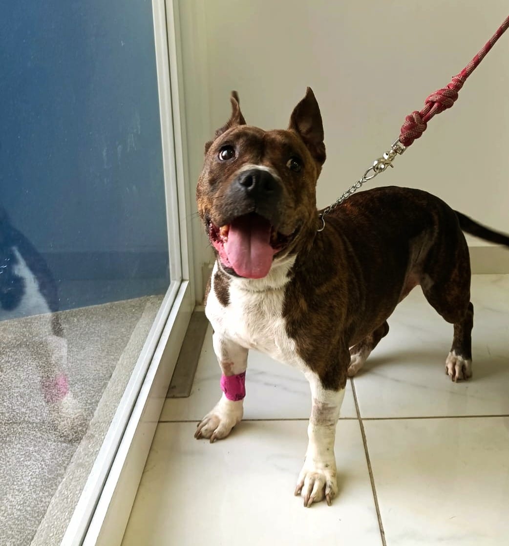 Hospital Veterinario Del Barrio — foto 4