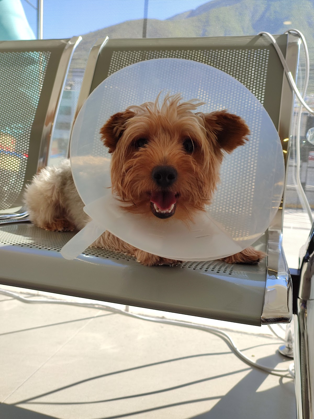 Shepherd Hospital Veterinario