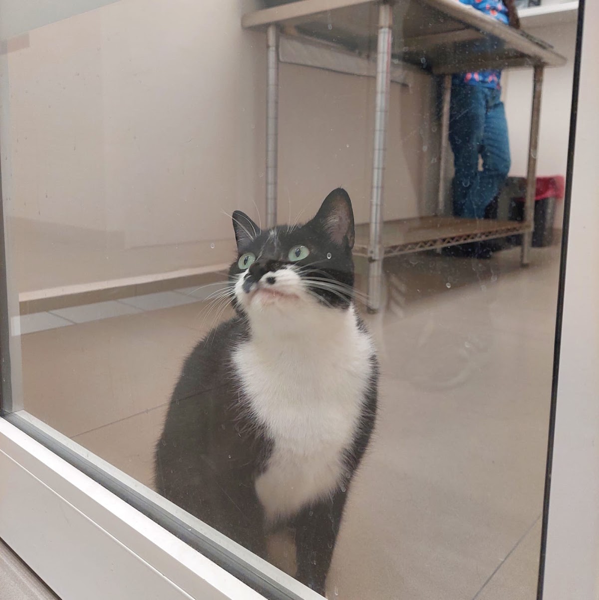 Shepherd Hospital Veterinario — foto 3