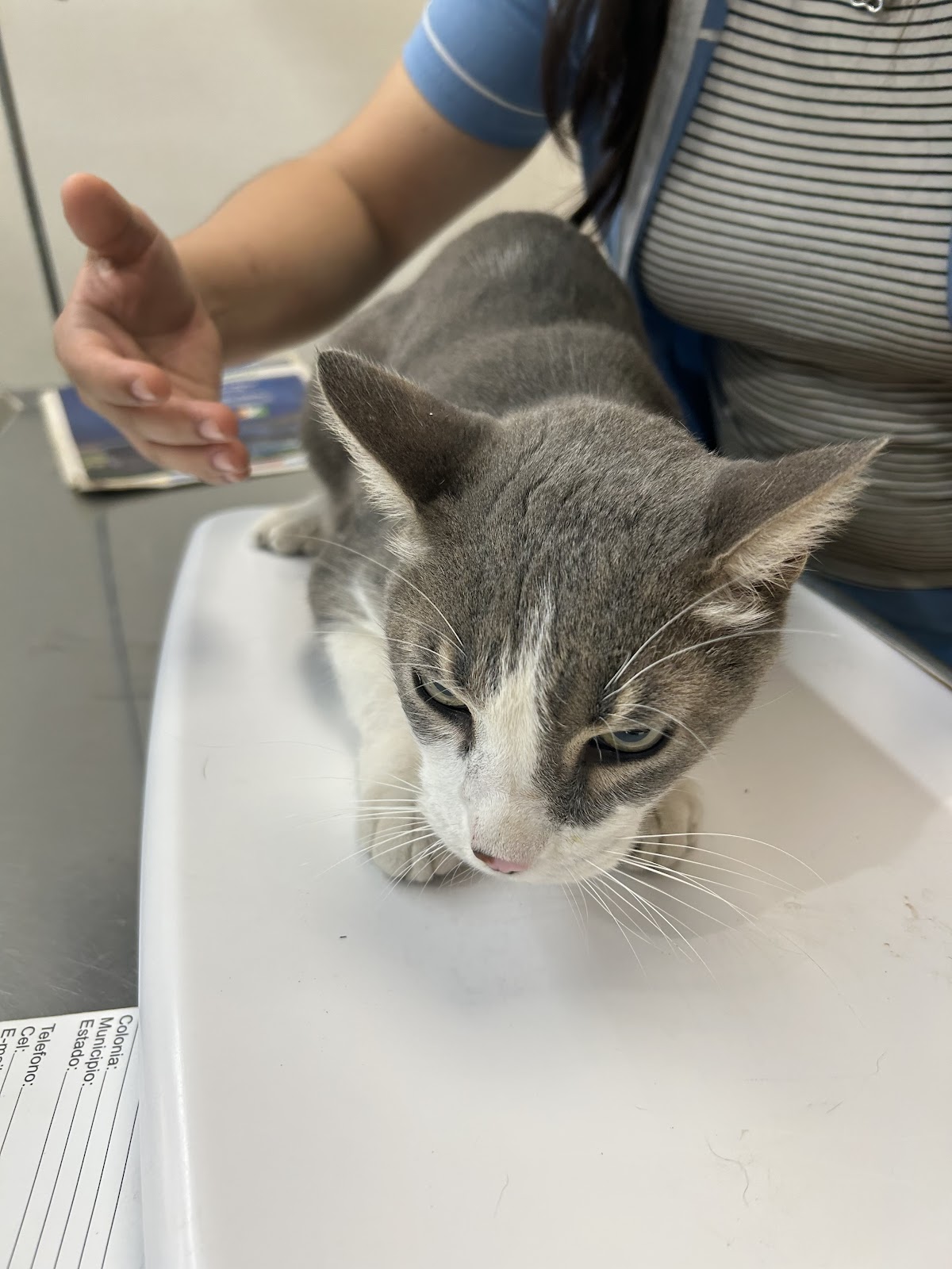 Hospital Veterinario Peninsular — foto 4