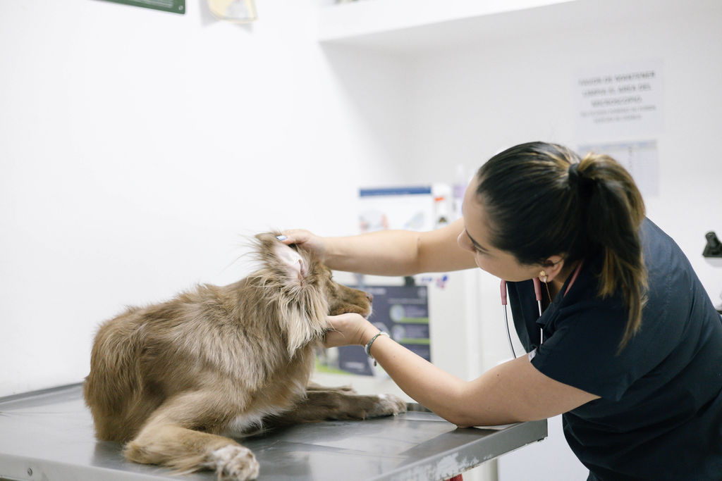 Hospital Veterinario Livet — foto 3