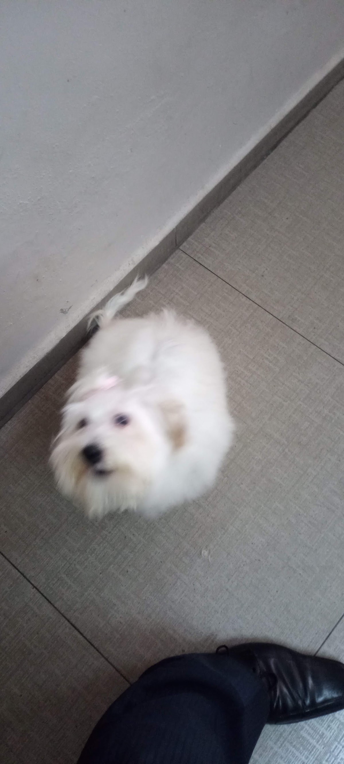 Veterinaria Dra. Laura — foto 4