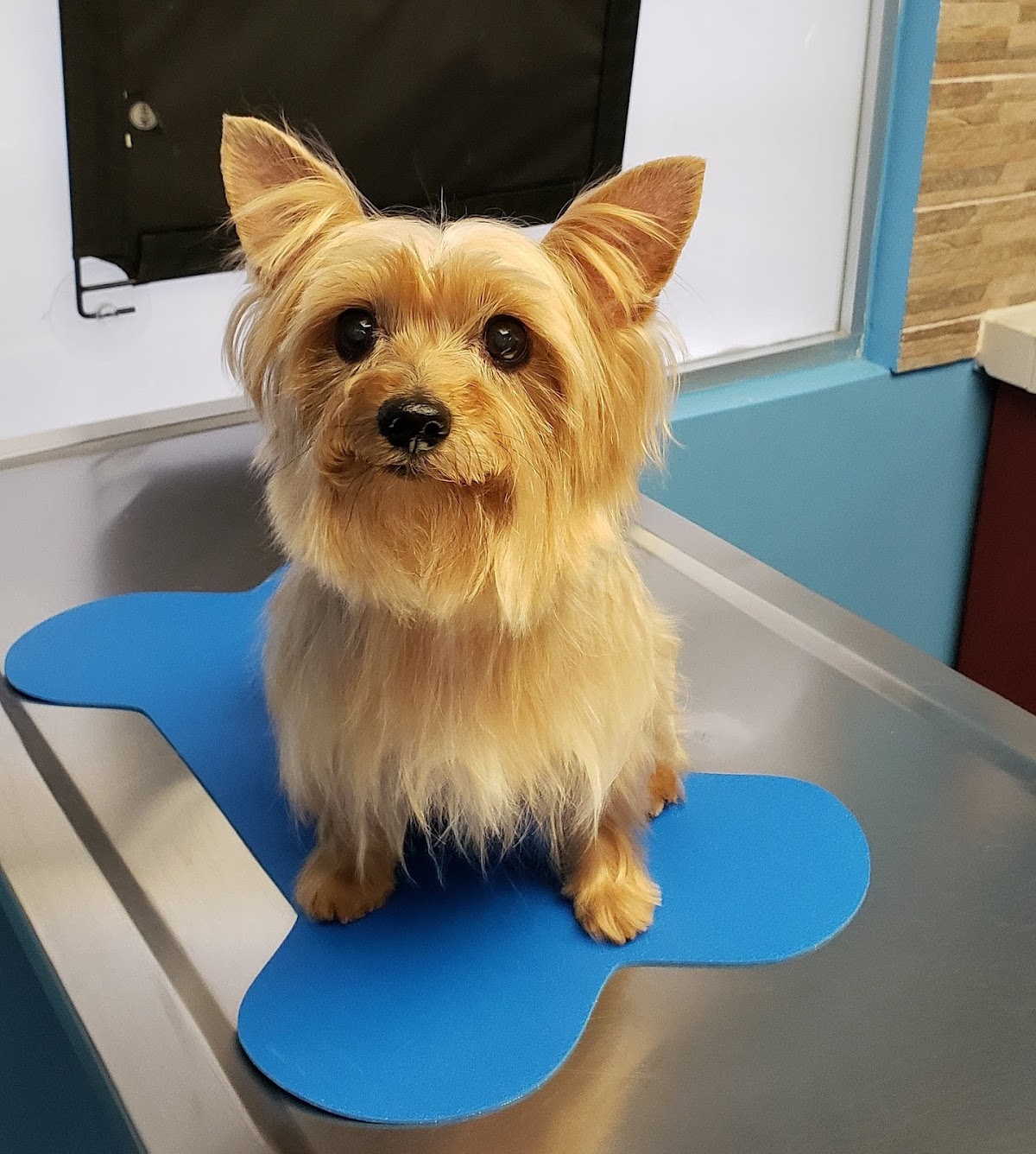 Pet Point — foto 2