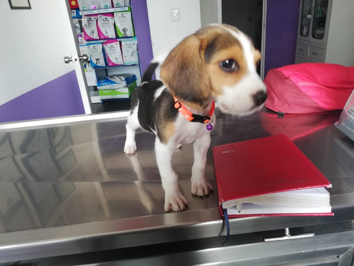 Veterinaria Vfriends — foto 4
