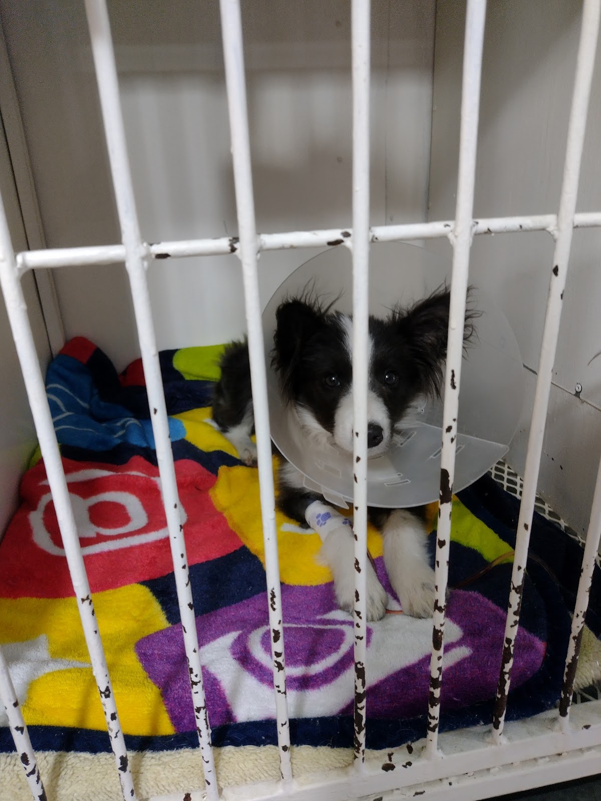 Clínica Veterinaria Duston Vet — foto 4