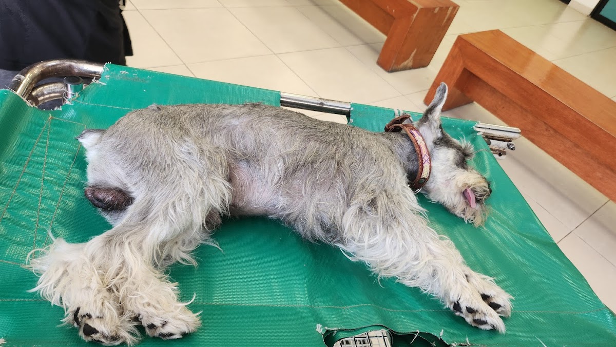 CISAZ (Centro Integral de Salud Animal Zapopan) — foto 4