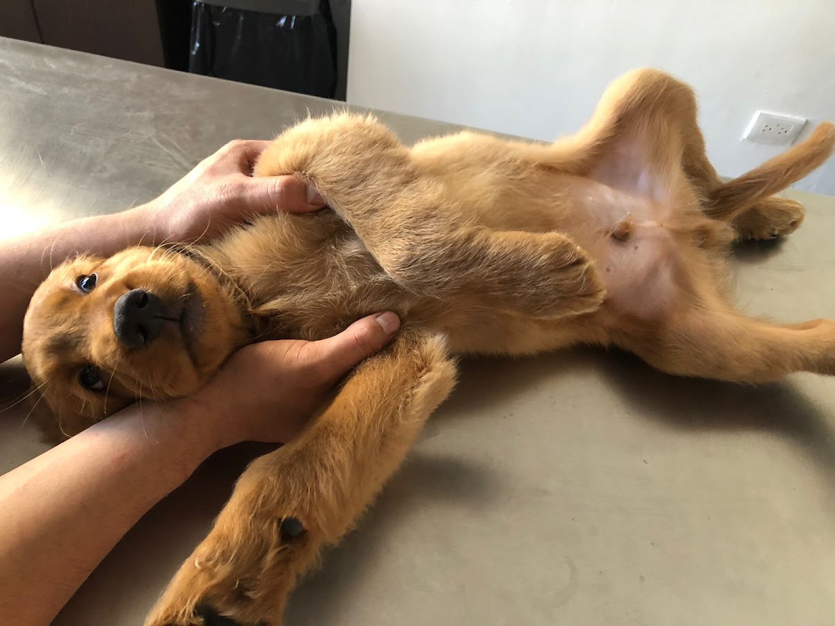 Prevet - Casa Veterinaria — foto 3