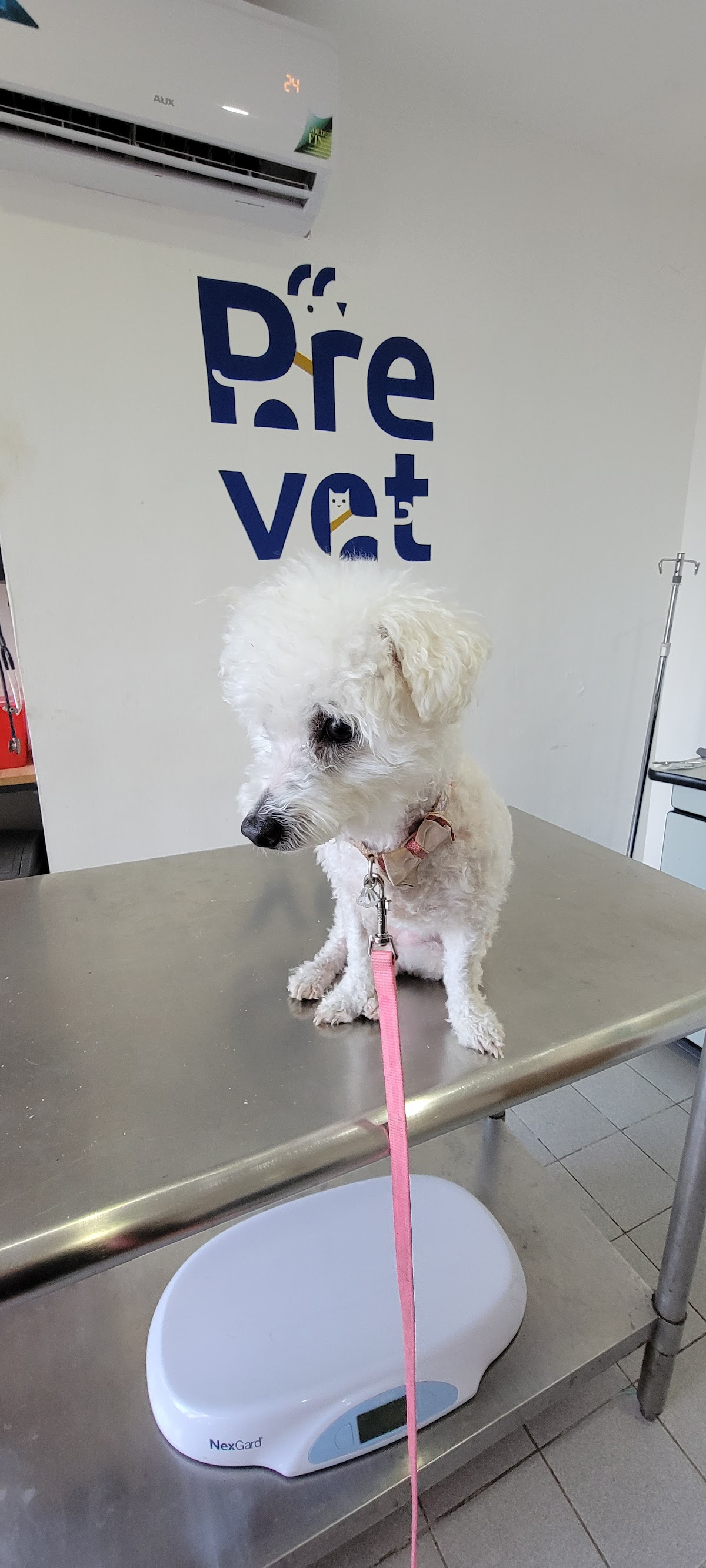 Prevet - Casa Veterinaria — foto 4