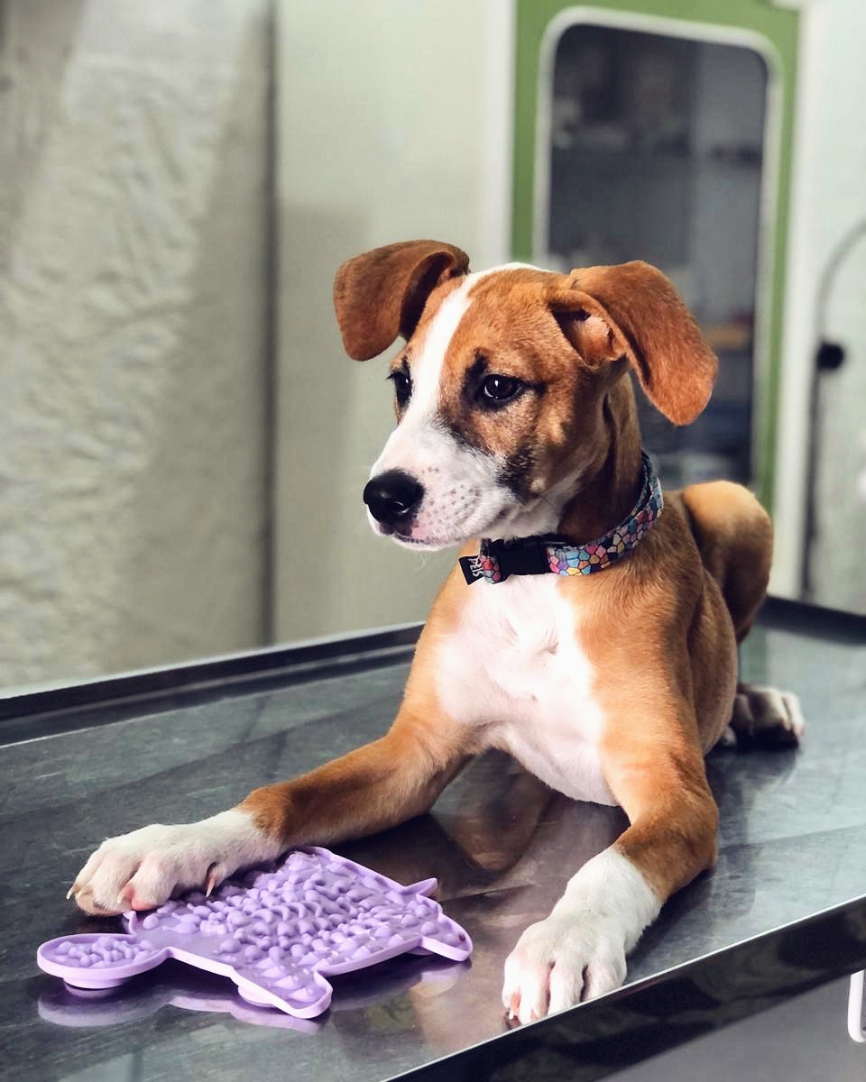 MIMILAVETZ Consultorio veterinario — foto 2