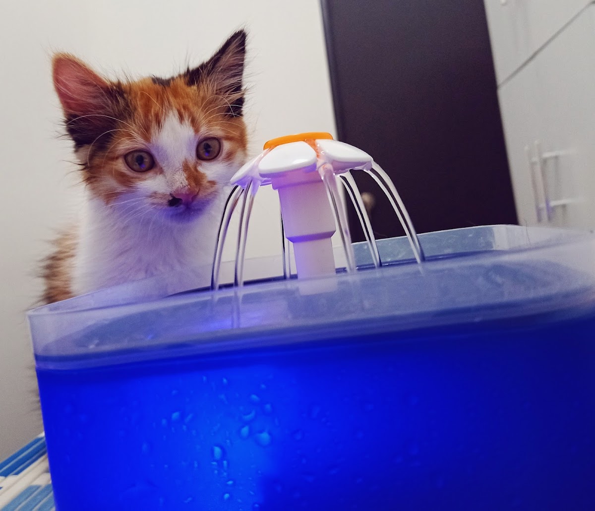 MIMILAVETZ Consultorio veterinario — foto 4