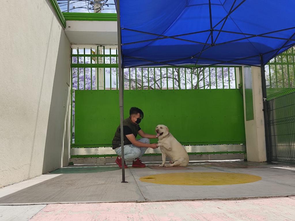 VIP Clinic (Very Important Pets)