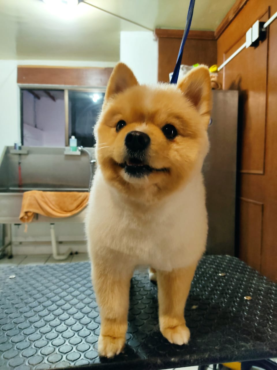 VIP Clinic (Very Important Pets) — foto 2