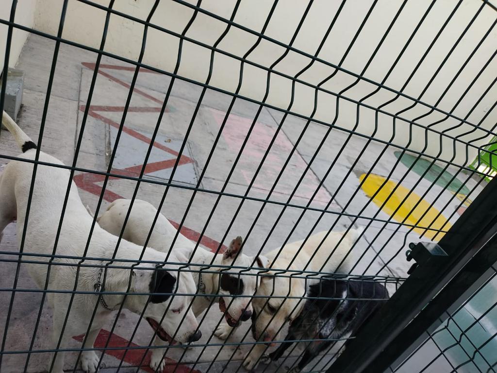 VIP Clinic (Very Important Pets) — foto 4