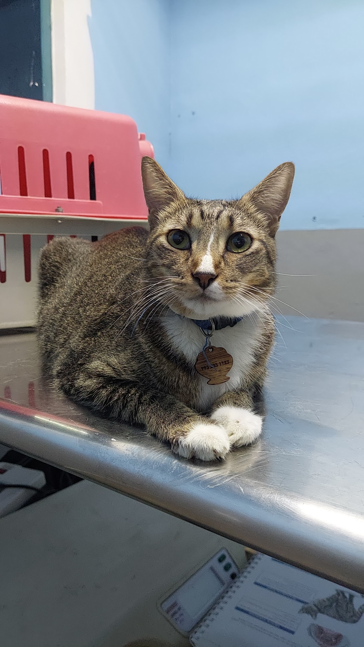 Clinica Veterinaria Xolotl