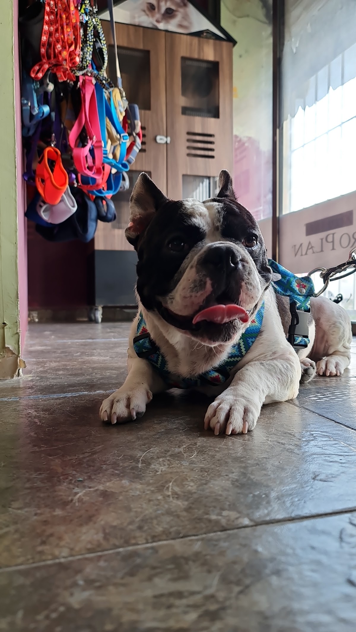 Clinica Veterinaria Xolotl — foto 3
