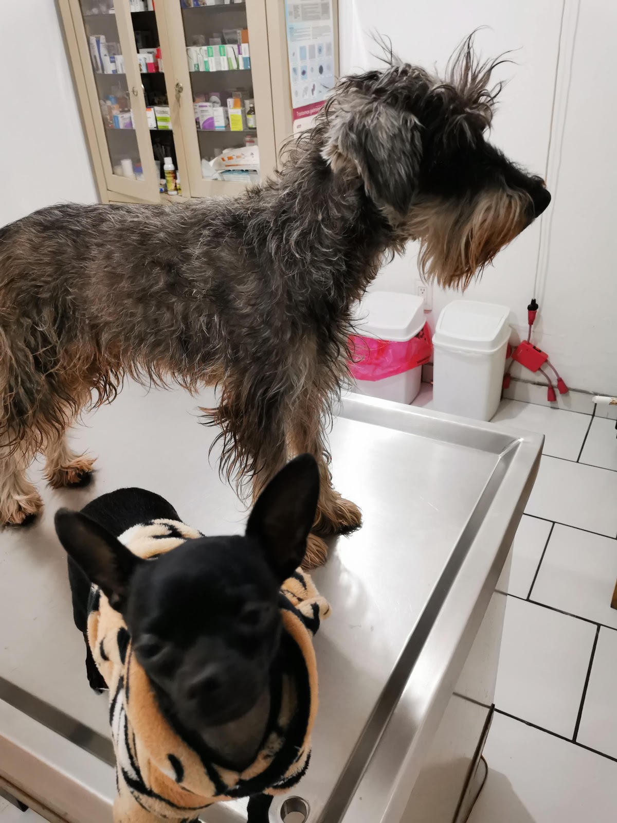 VETERINARIA YUM KAAX