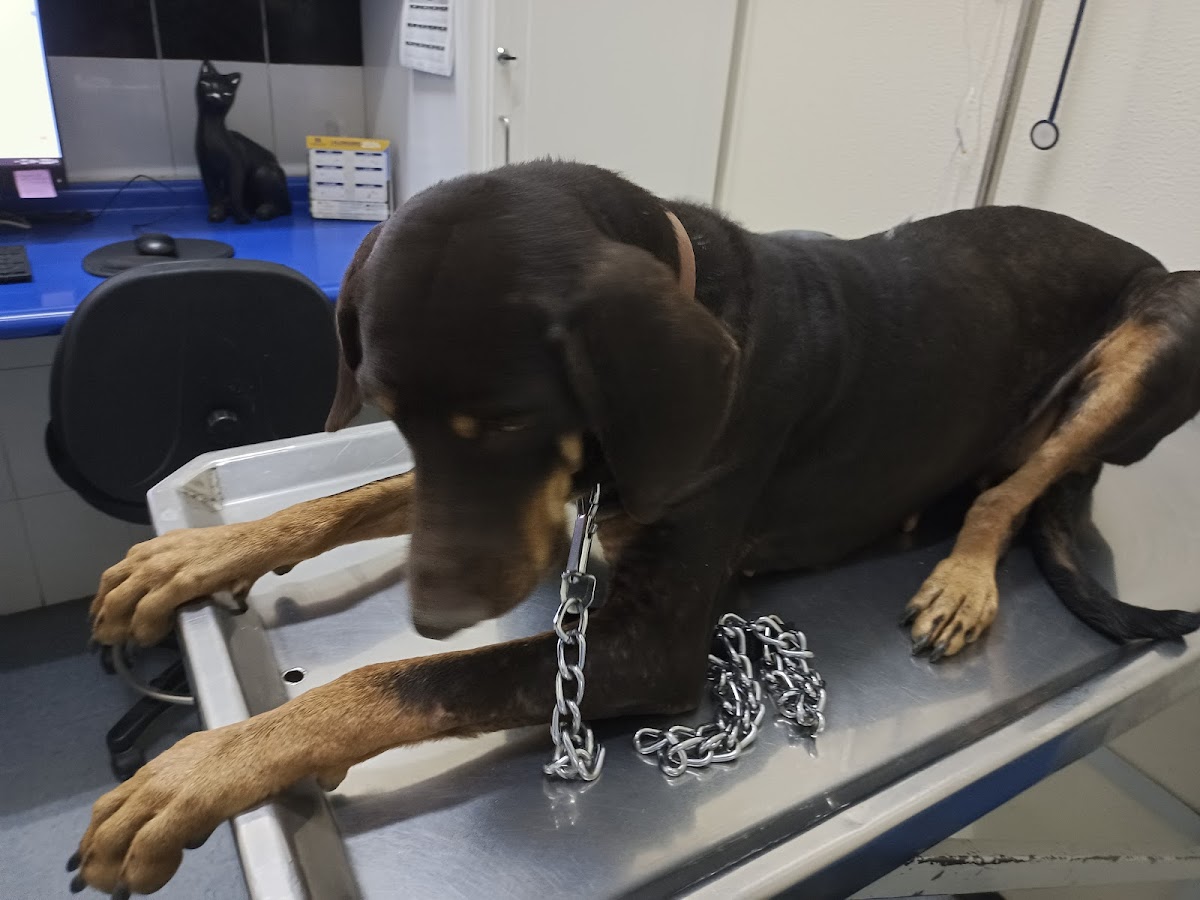 Hospital Veterinario de Pequeñas Especies UAA — foto 4
