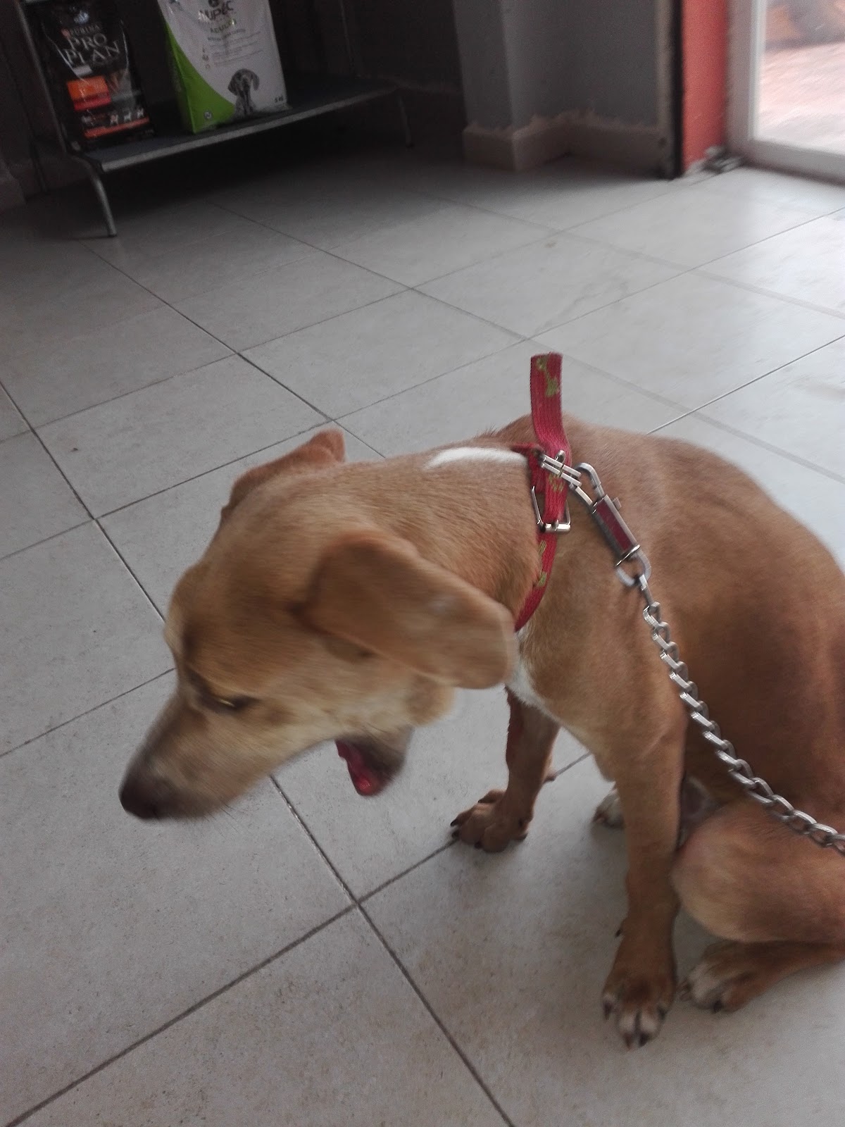 Veterinaria Azcorra — foto 2