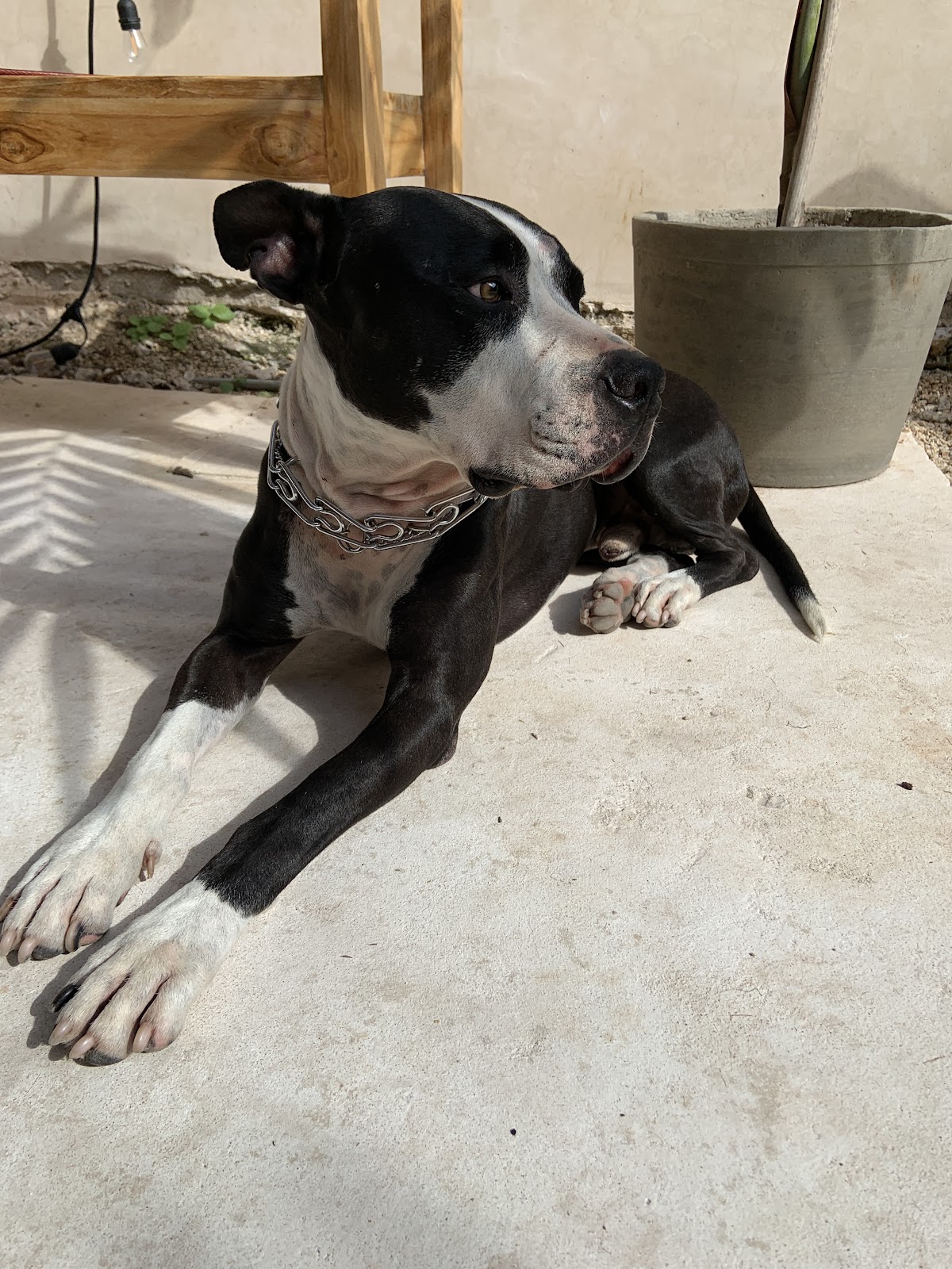 Veterinaria Azcorra — foto 3