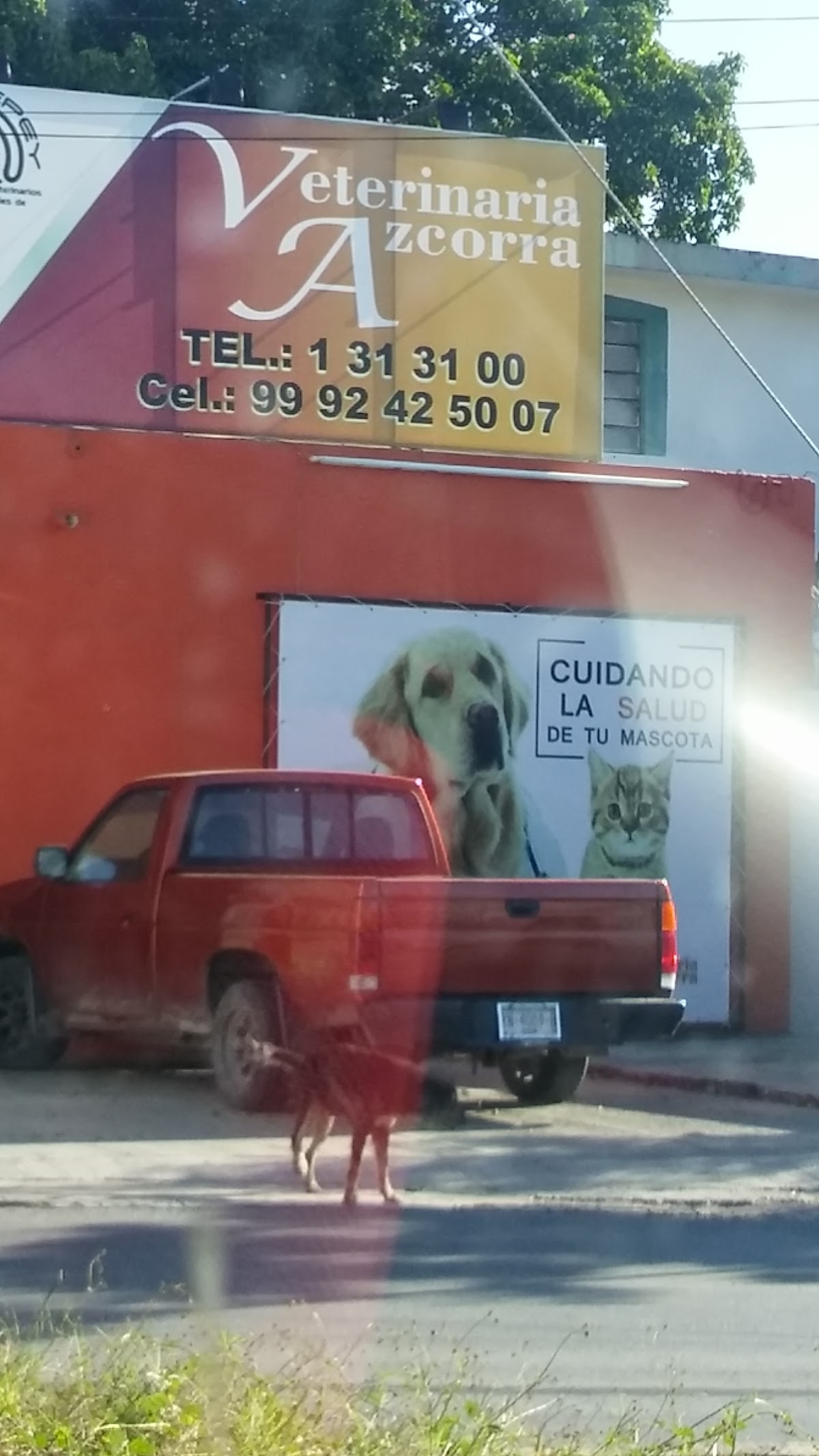 Veterinaria Azcorra — foto 4