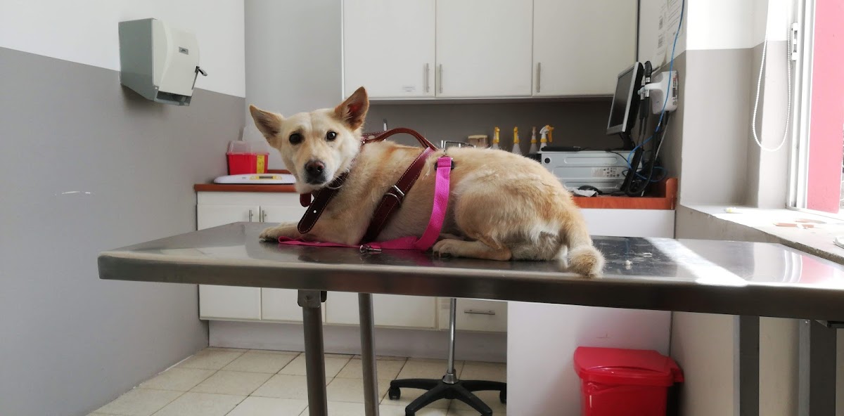 UPAEP Hospital Veterinario — foto 3