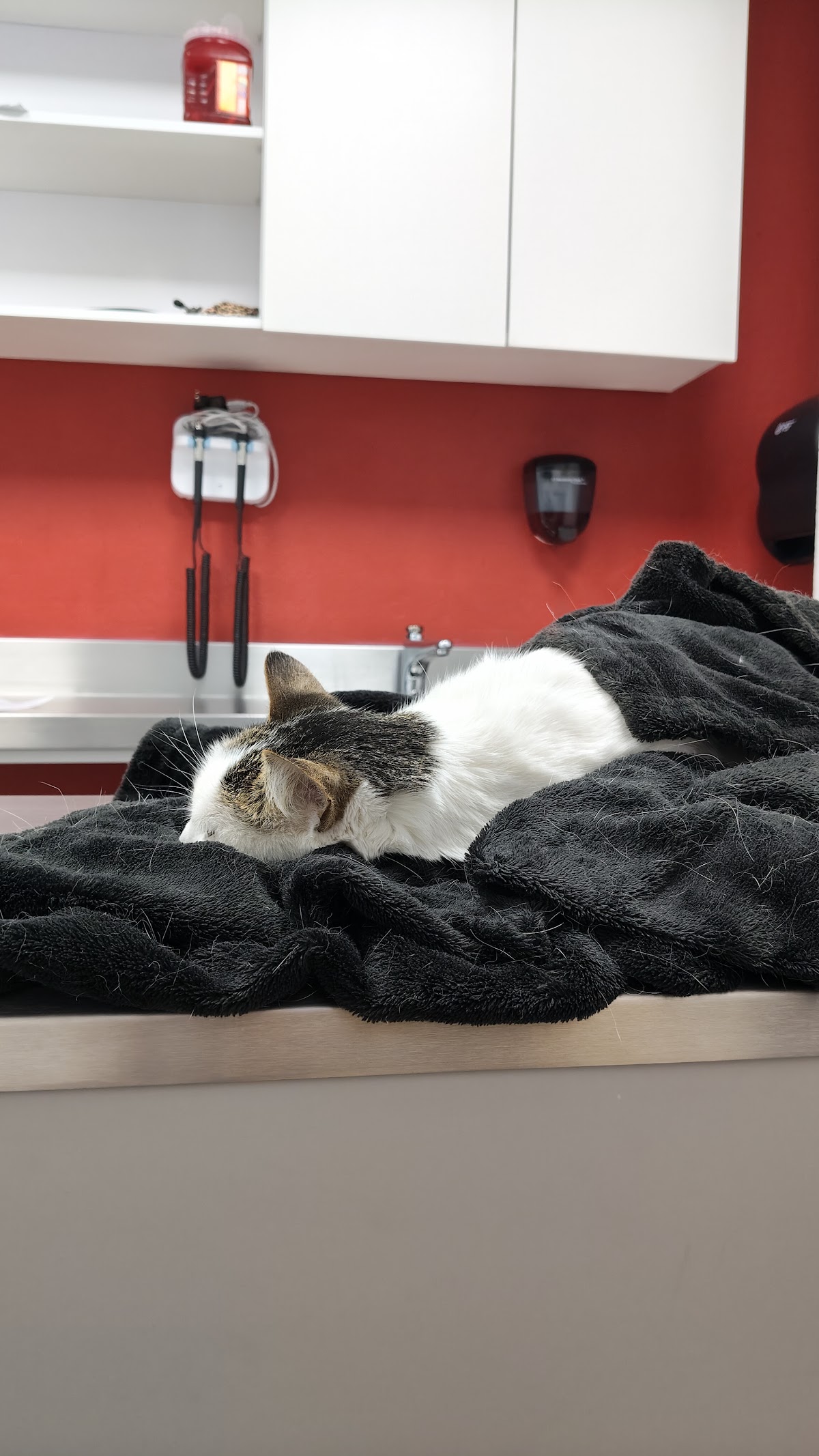 UPAEP Hospital Veterinario — foto 4