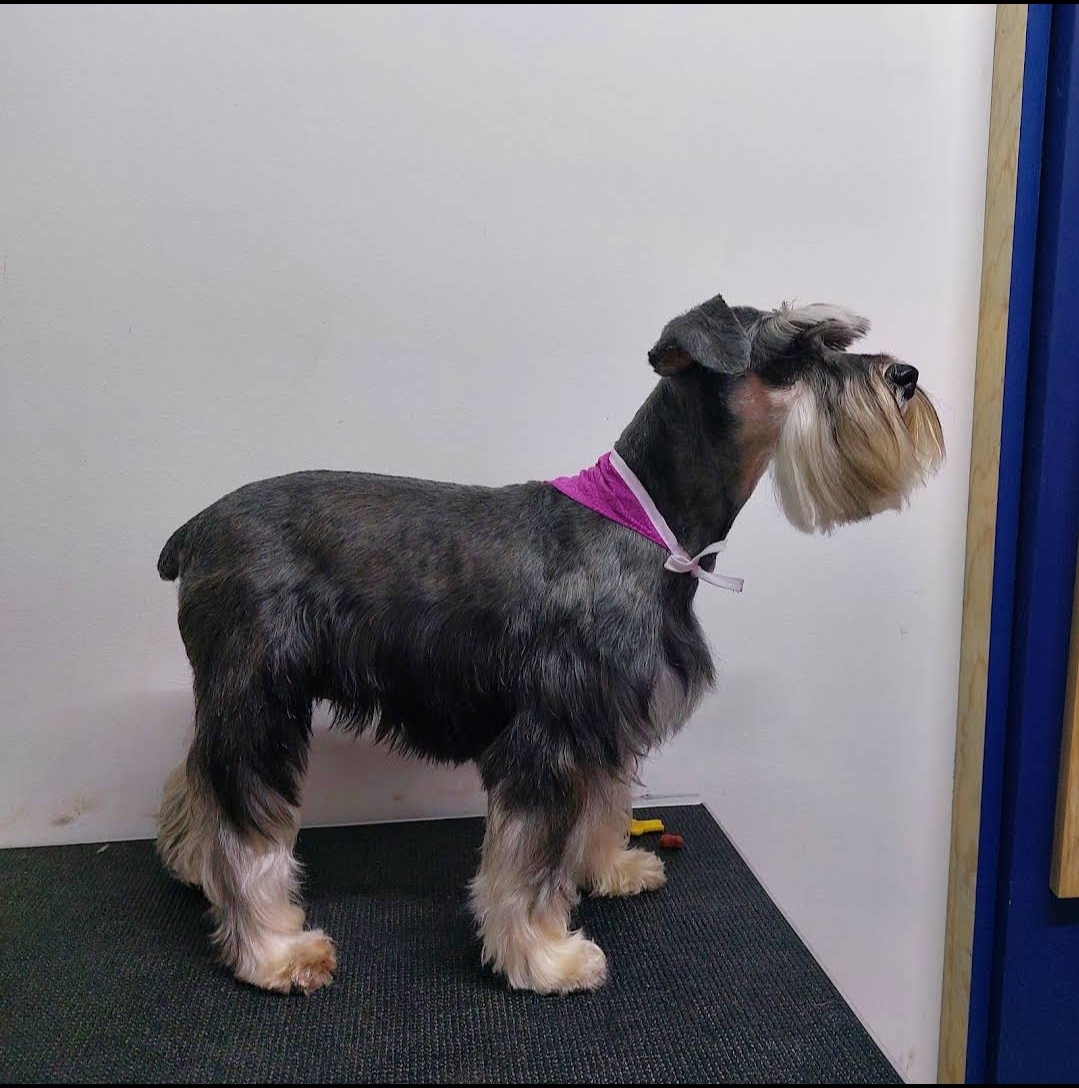 Clínica Veterinaria Wellyndog