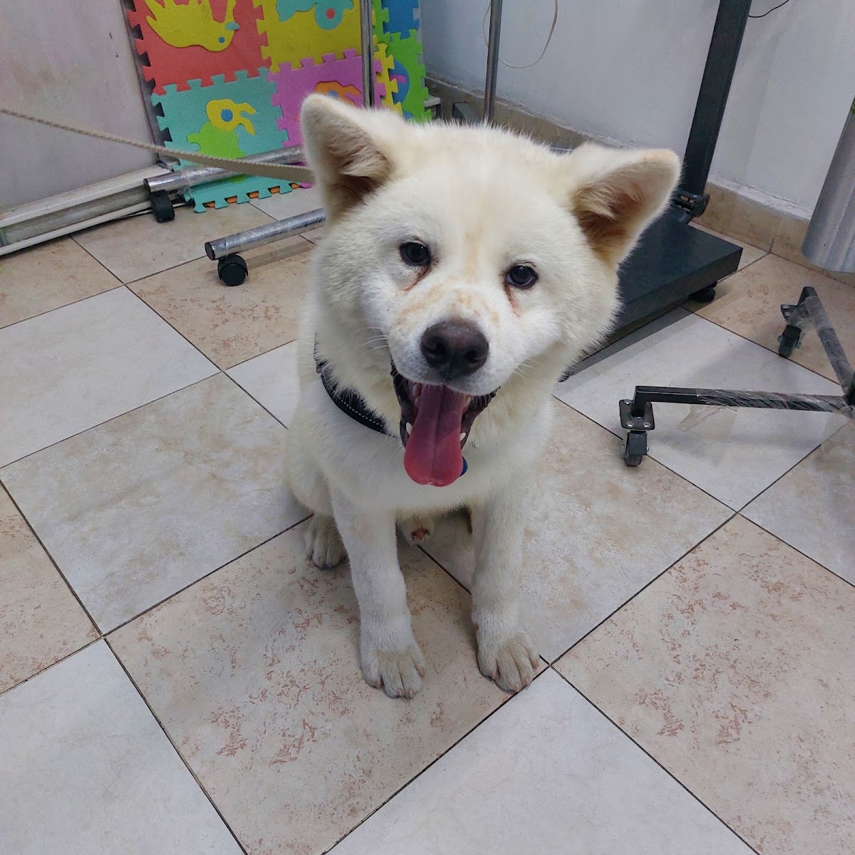 Clínica Veterinaria Wellyndog — foto 2