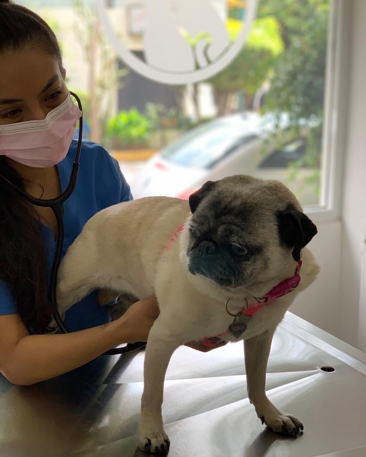 Centro Veterinario Anzures — foto 3