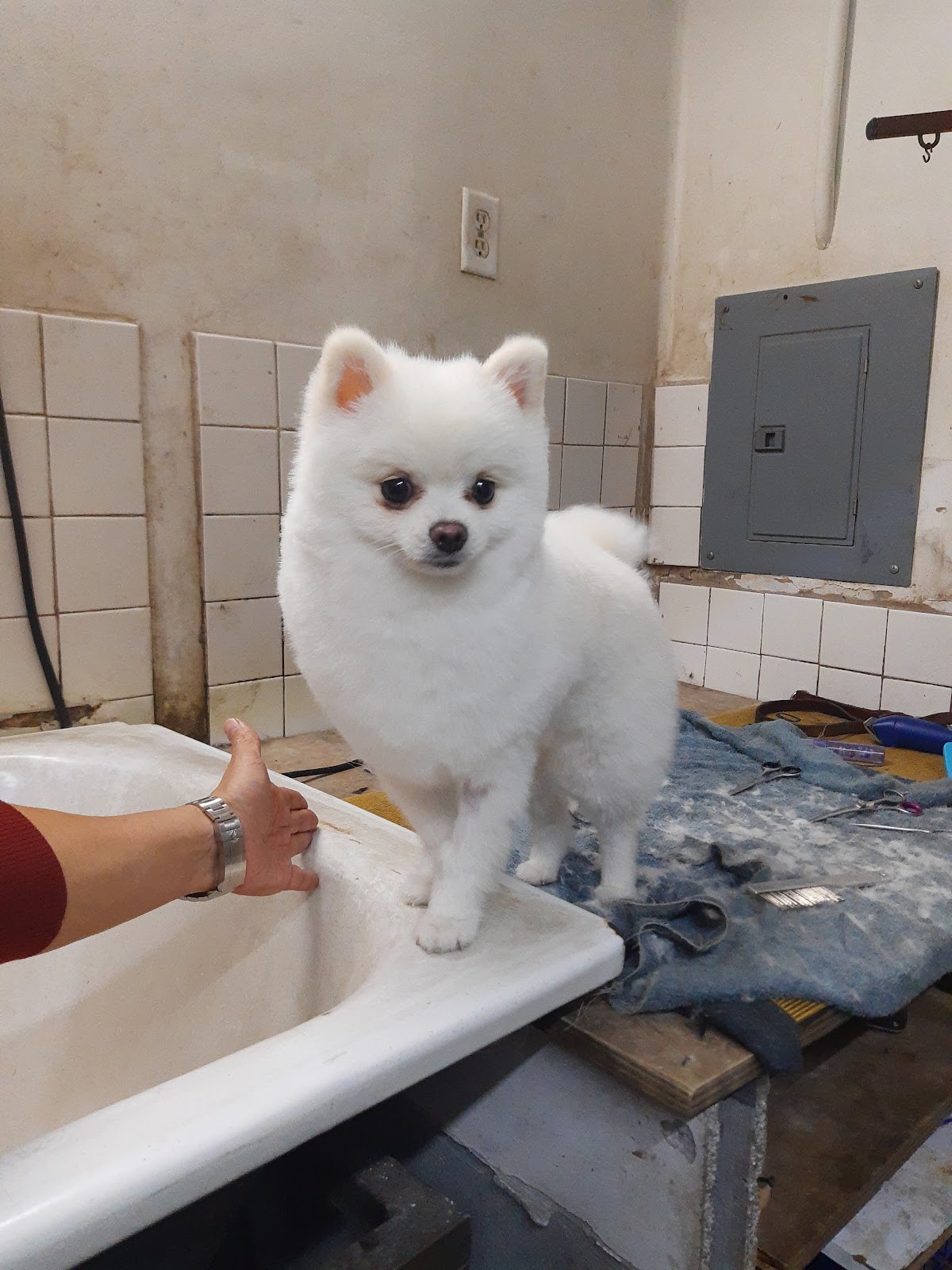 CONSULTORIO VETERINARIO "JOE" — foto 3