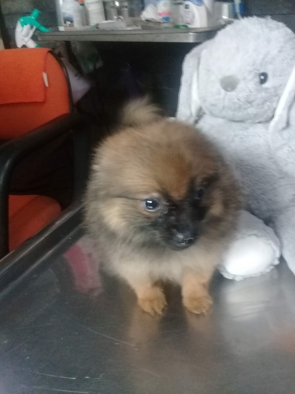 CONSULTORIO VETERINARIO "JOE" — foto 4