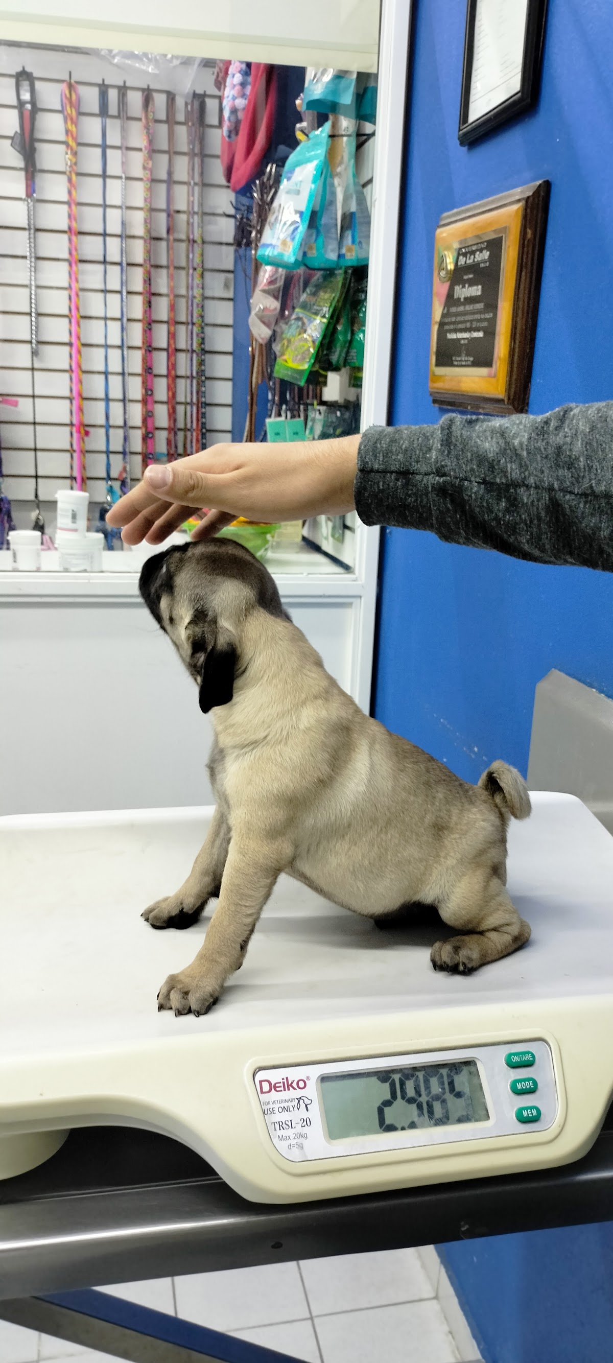 Veterinaria Animal Pet's — foto 3