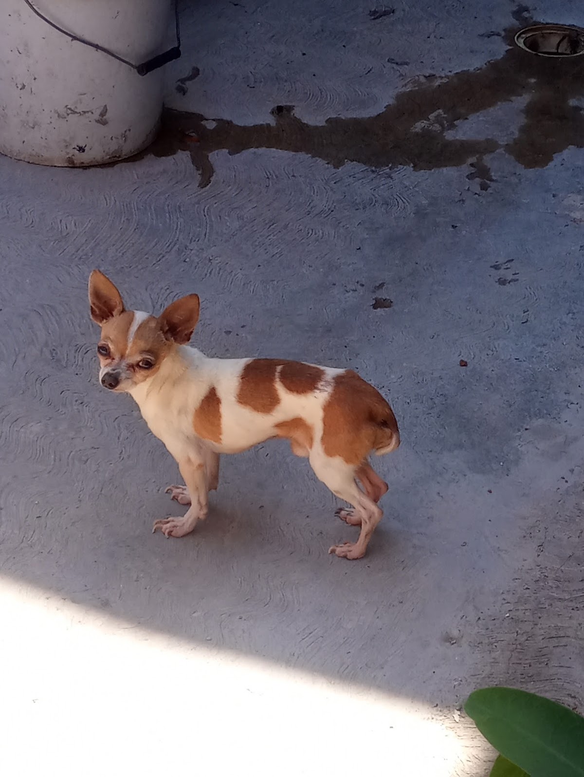 Veterinaria Animal Pet's — foto 4