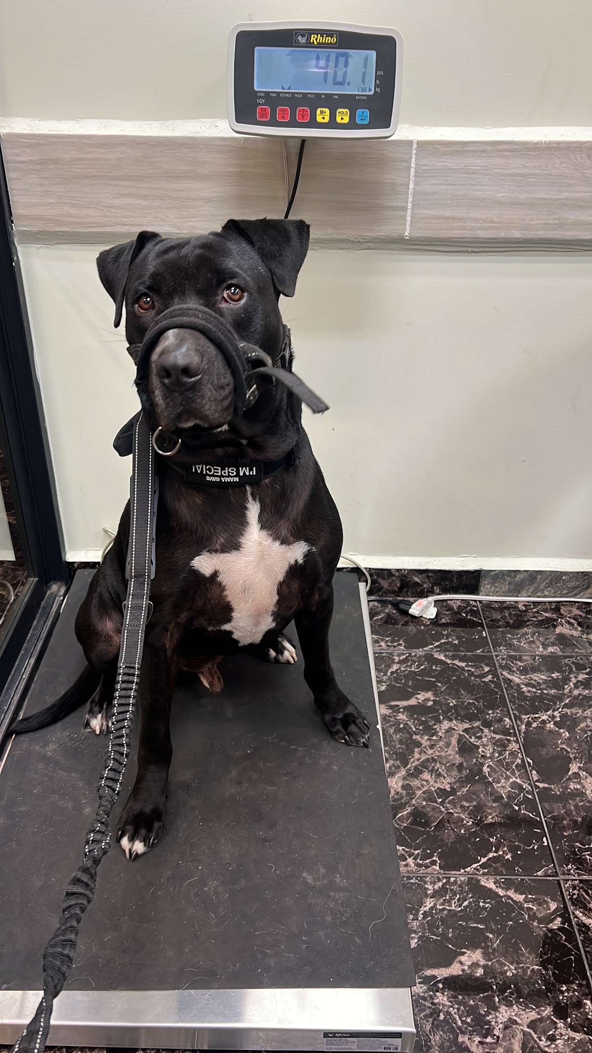 Hospital Veterinario WestCare Condesa — foto 4